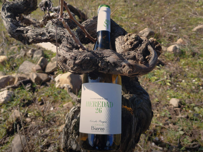 Detalle de la madera de una vid antigua en El Bierzo