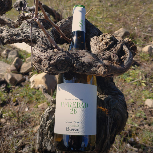 Detalle de la madera de una vid antigua en El Bierzo