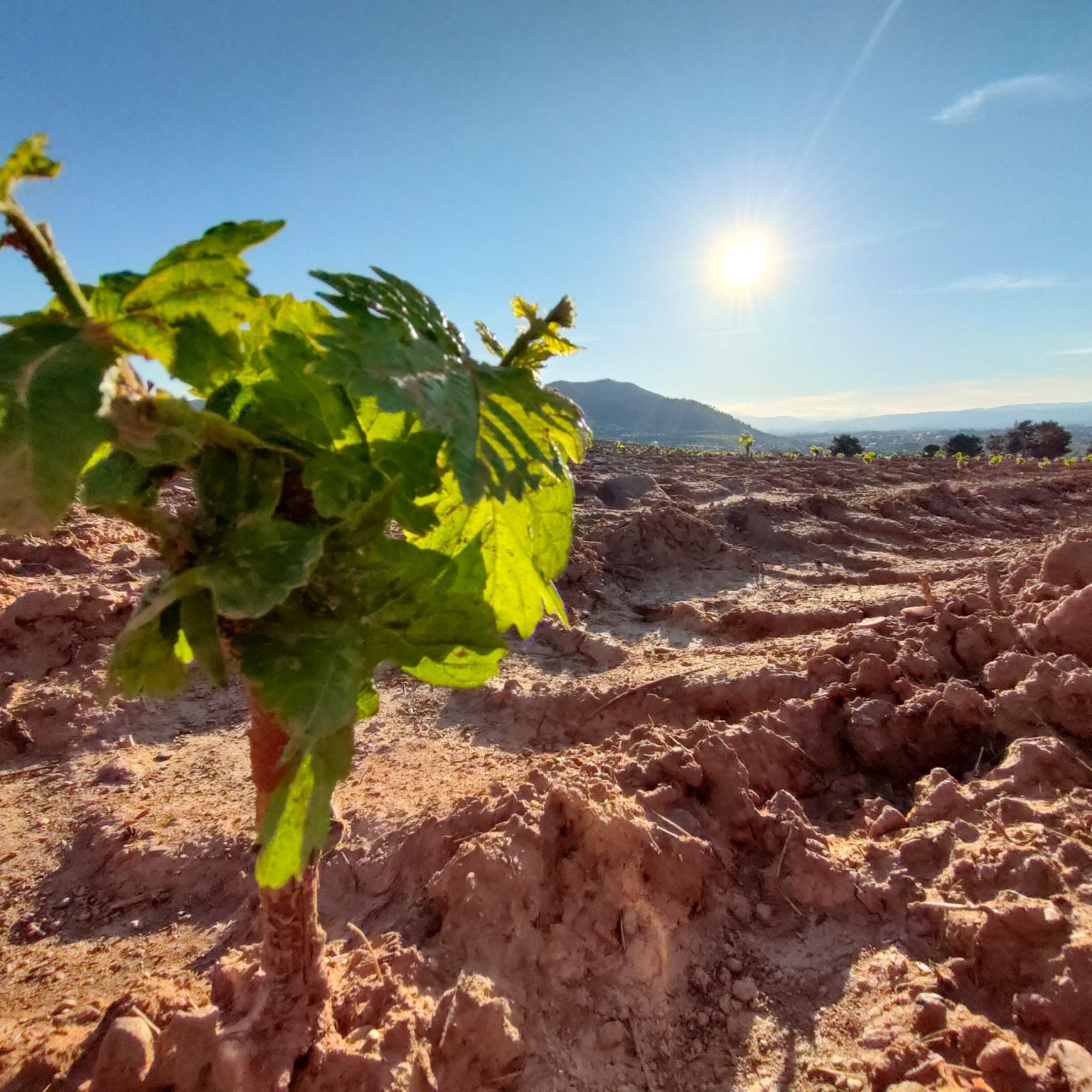 Tierra arada de los viñedos más bonitos del Bierzo.