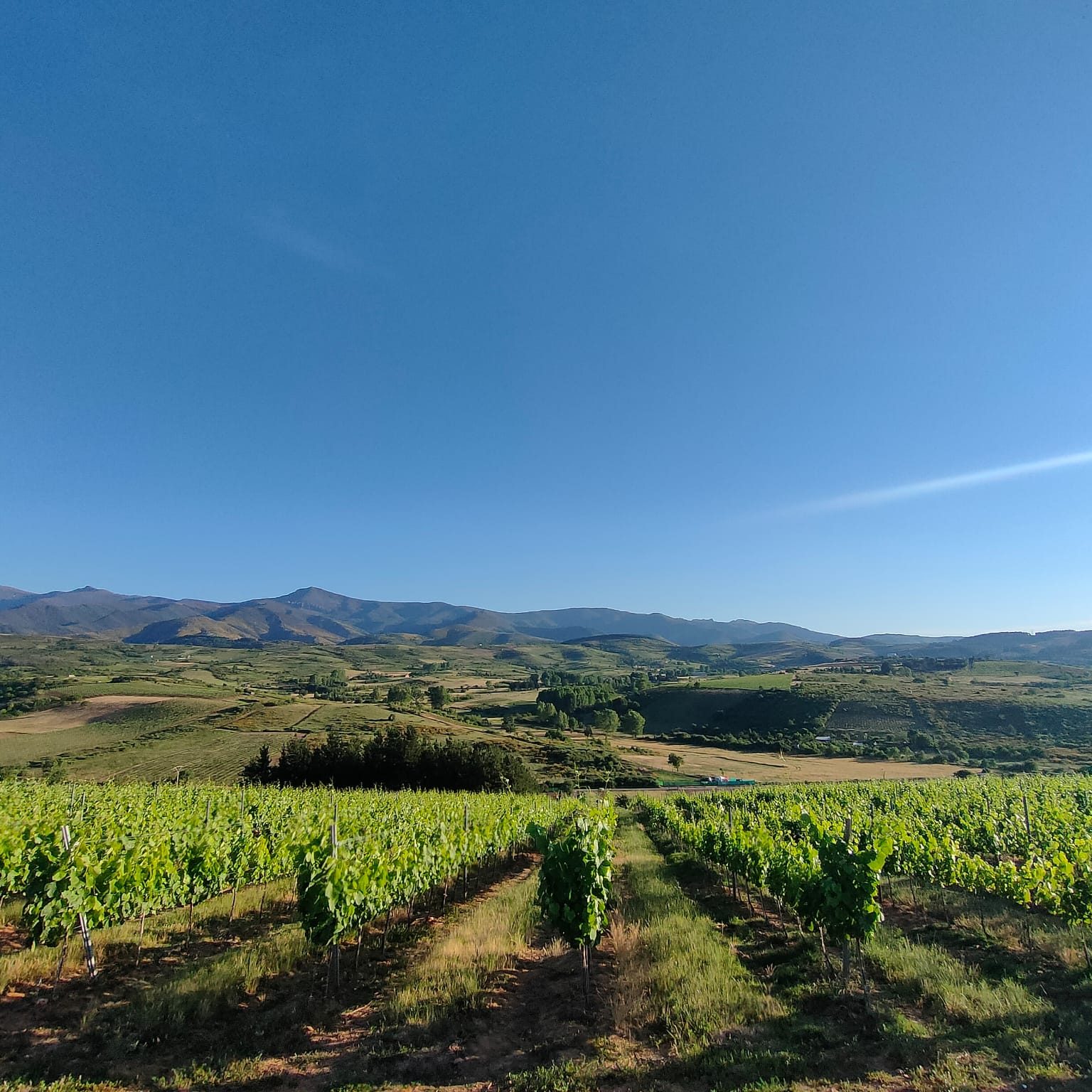 Imagen panorámica de nuestras viñas bajo el sol del Bierzo