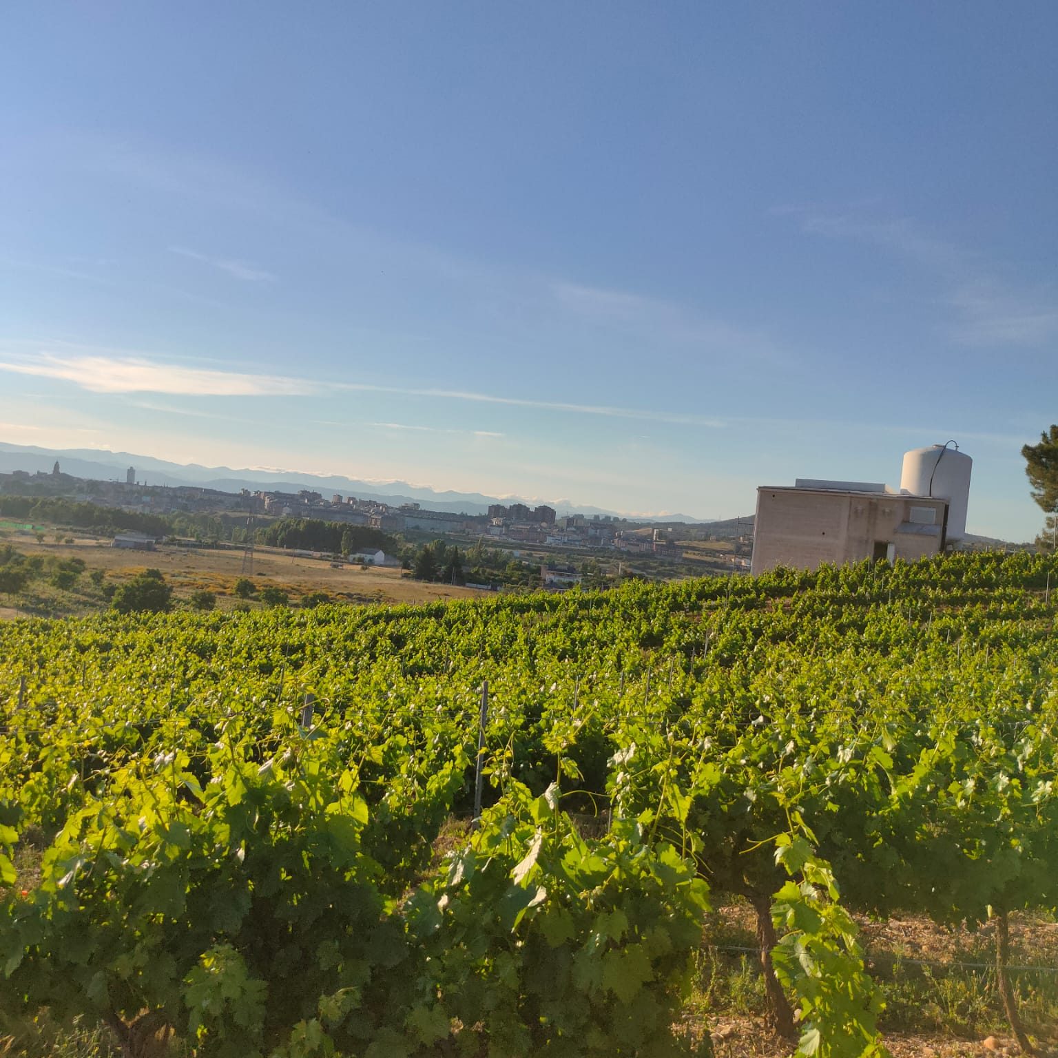 Viñedos de Heredad Moran bajo el sol con la bodega al fondo.