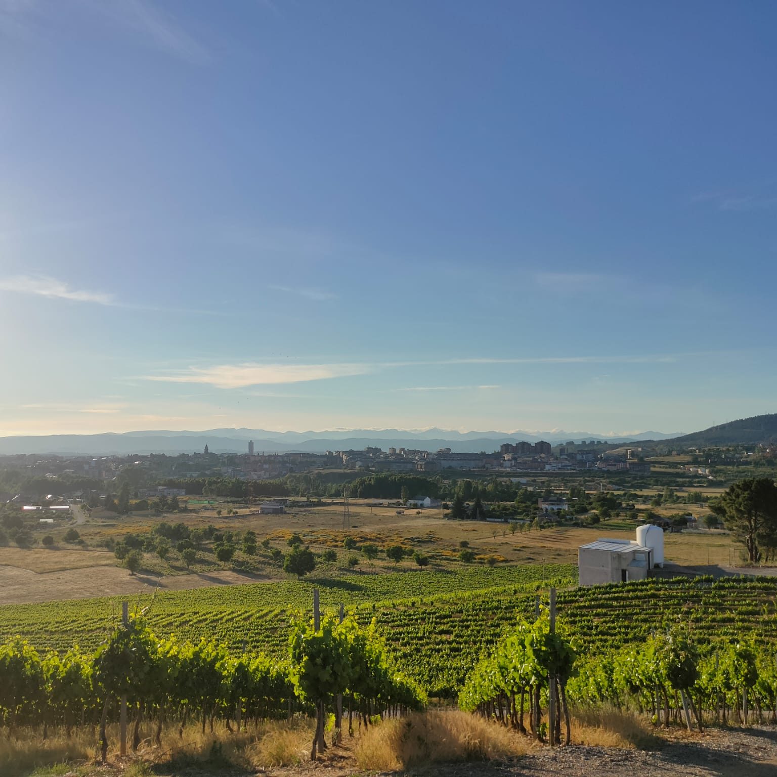 Viñedos cercanos al núcleo urbano de Ponferrada en el Bierzo