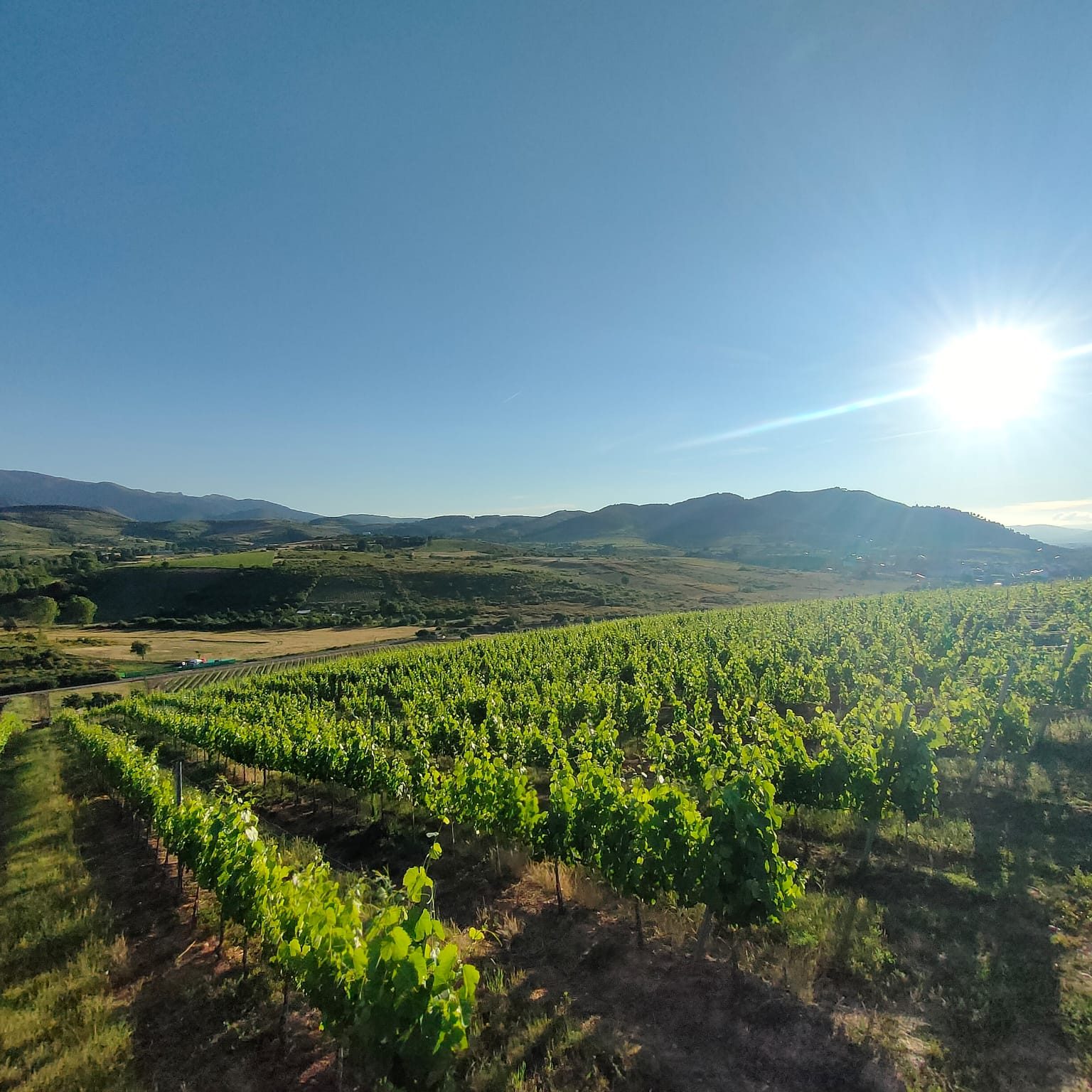 Efecto de sol brillante sobre nuestras plantaciones de vid