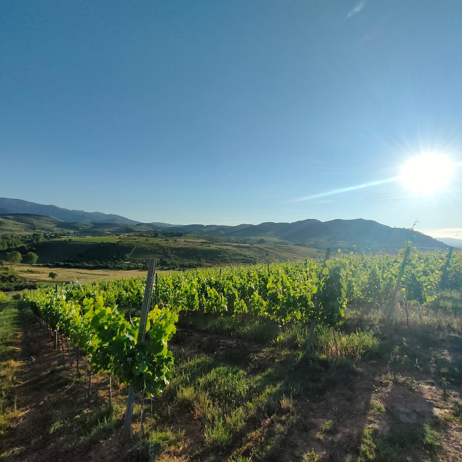 Líneas de viñedo de Mencía listas para la vendimia