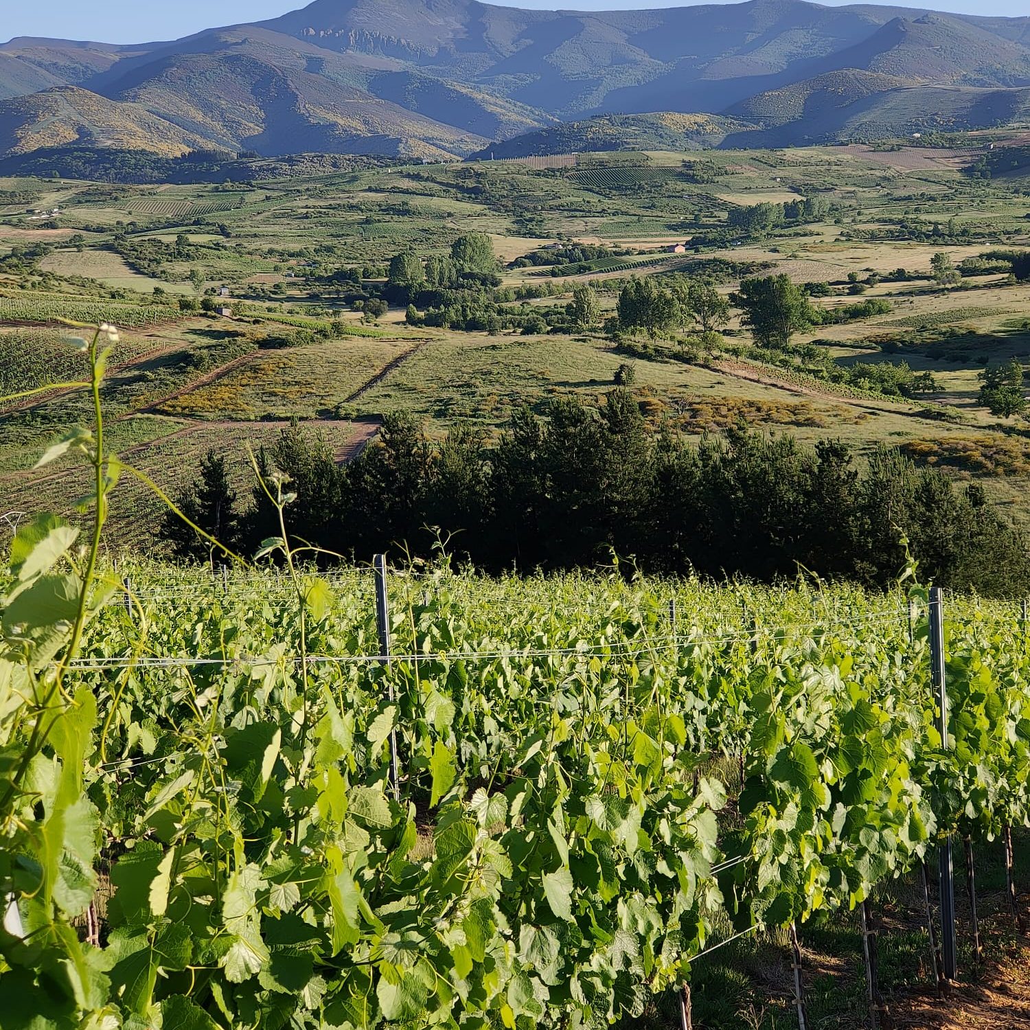 Paisaje de los viñedos familiares en el corazón del Bierzo