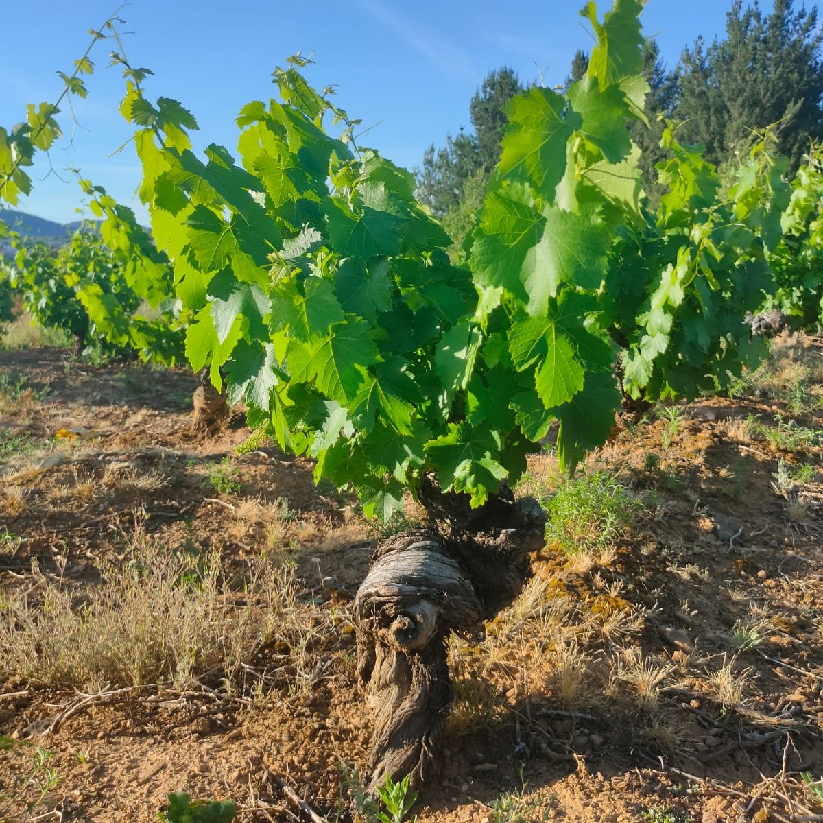 Sistema de cultivo tradicional para garantizar la calidad del vino