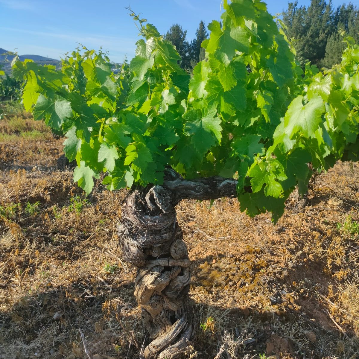 Cepa de uva Mencía de gran antigüedad con follaje sano