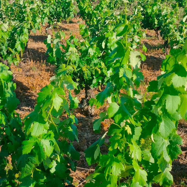 Estado de las cepas de uva Mencía durante el verano en el Bierzo