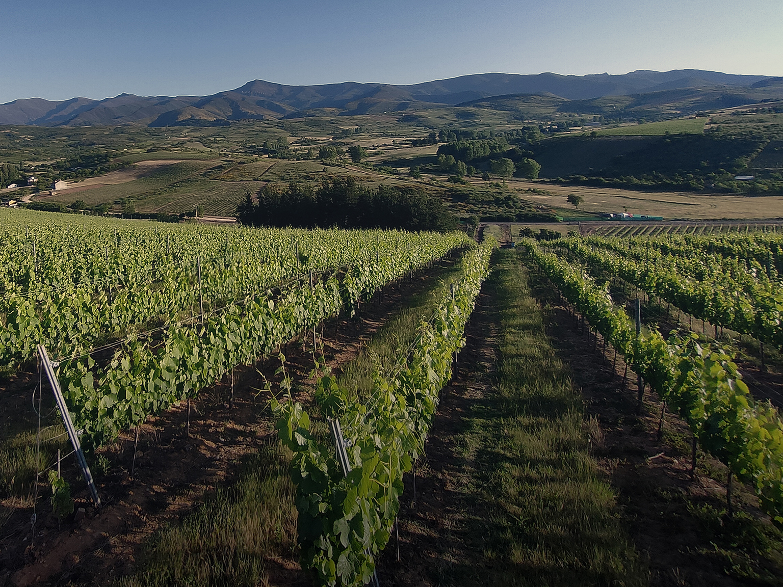 La fauna útil en nuestros viñedos garantiza vinos más naturales