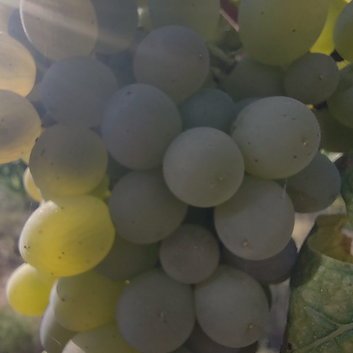 Primer plano de un racimo de uva blanca Godello madurando al sol