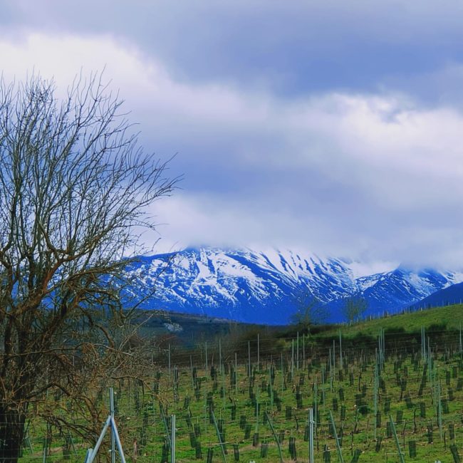 Imagen espectacular de los viñedos de Ponferrada en invierno