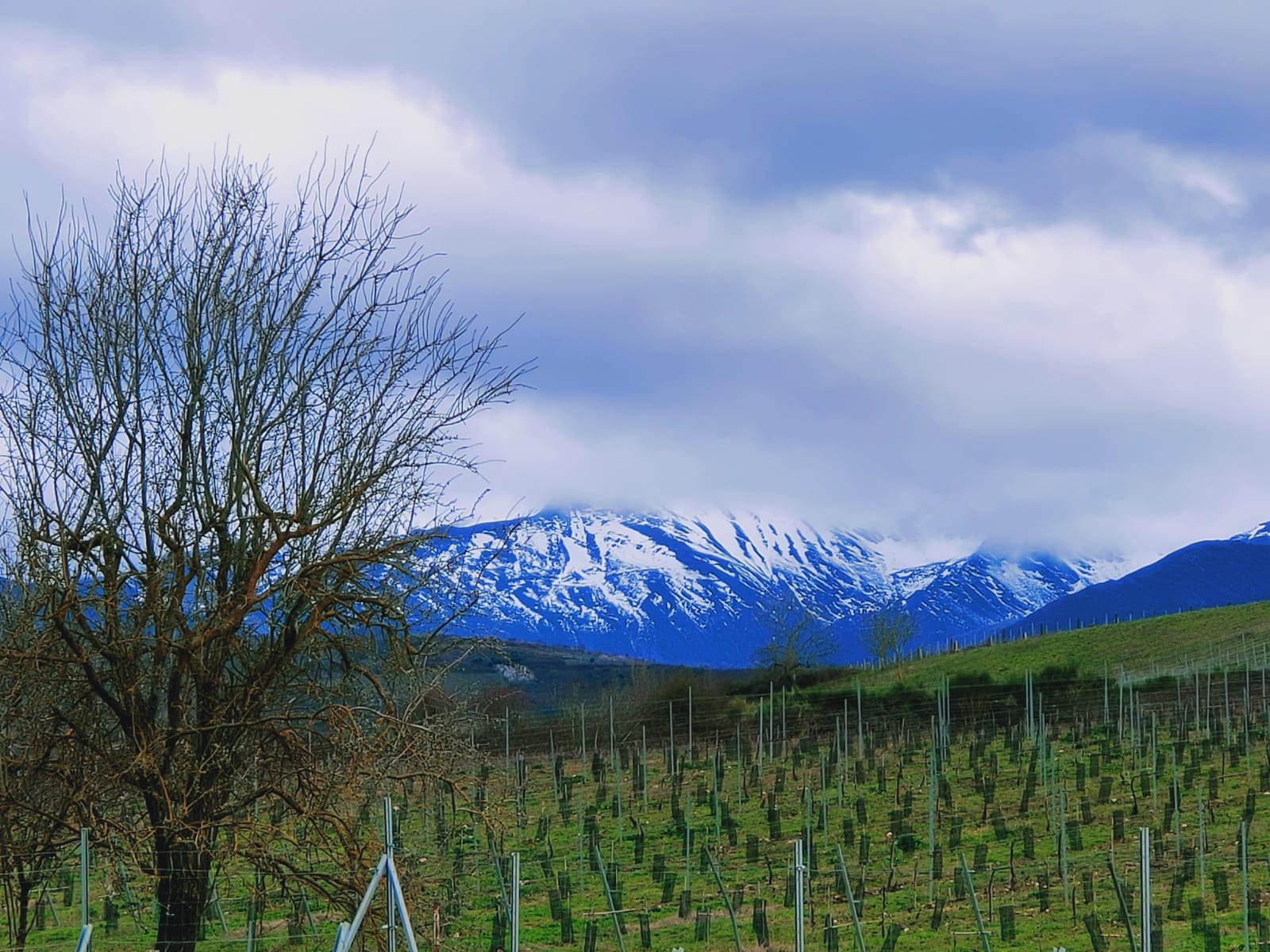 Imagen espectacular de los viñedos de Ponferrada en invierno