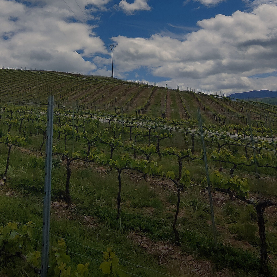 Estado de las hojas de Godello antes de la vendimia en Ponferrada