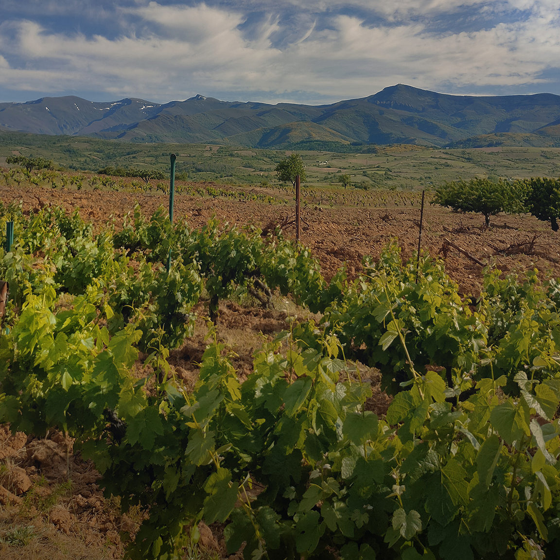Vista panorámica del valle verde de Ponferrada desde nuestra bodega