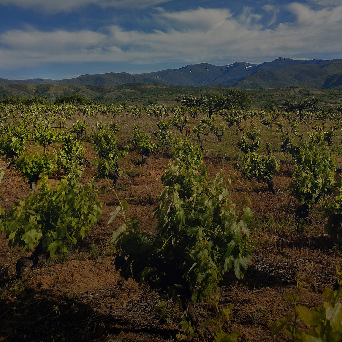 Terrenos de cultivo de alta calidad de Heredad Morán & López