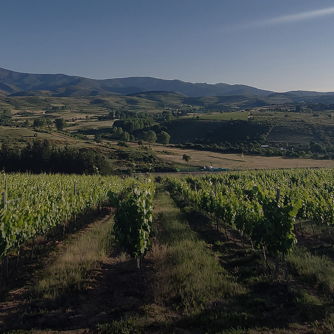 Perspectiva lineal de cultivo de vid sostenible en el Bierzo