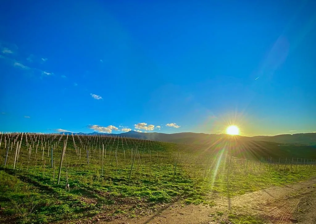Paisaje soleado de viñedos del Bierzo.