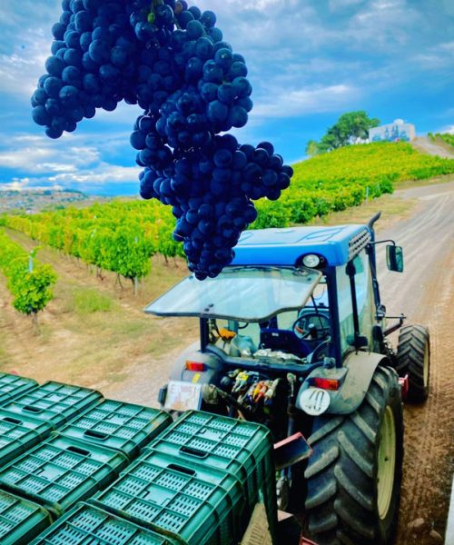 Camión cargando con las uvas en la recogida de uvas, viñedos de Heredad Moran, en el Bierzo, racimo de uvas negras.
